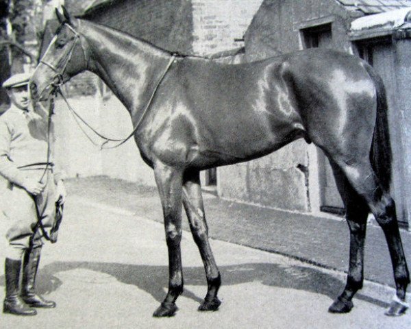 stallion Taboun xx (Thoroughbred, 1956, from Tabriz xx)