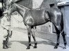 stallion Taboun xx (Thoroughbred, 1956, from Tabriz xx)