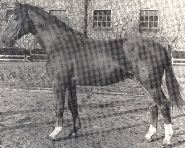 horse Fabriano (Westphalian, 1946, from Fafner II)