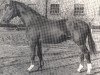 stallion Fabriano (Westphalian, 1946, from Fafner II)
