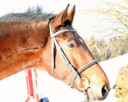 Springpferd Pilotdino Junior (Westfale, 2008, von Pilotdino)