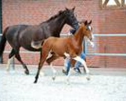 dressage horse Rex Coloratus (Oldenburg, 2013, from Roi du Soleil Mt)