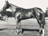broodmare Teresina xx (Thoroughbred, 1920, from Tracery xx)