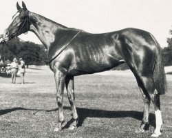 broodmare Teresina xx (Thoroughbred, 1920, from Tracery xx)