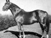 stallion Alibhai xx (Thoroughbred, 1938, from Hyperion xx)