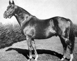 stallion Alibhai xx (Thoroughbred, 1938, from Hyperion xx)