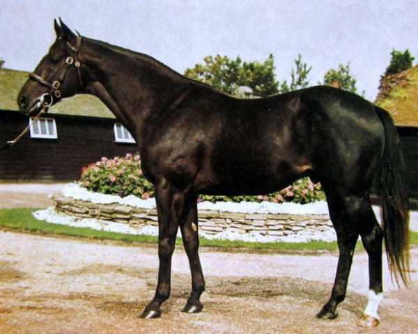 stallion Swing Easy xx (Thoroughbred, 1968, from Delta Judge xx)