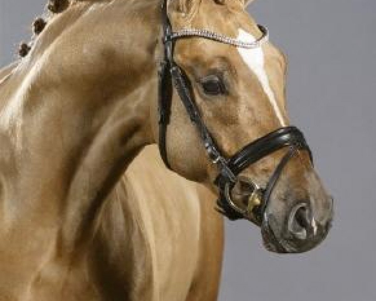 dressage horse Digital AT (German Riding Pony, 2011, from FS Don't Worry)