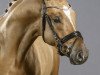 dressage horse Digital AT (German Riding Pony, 2011, from FS Don't Worry)