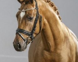 Deckhengst Download AT (Deutsches Reitpony, 2011, von Dip Beat)