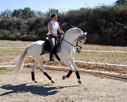 stallion Golondrino X (Pura Raza Espanola (PRE), 1974, from Hermoso IV)