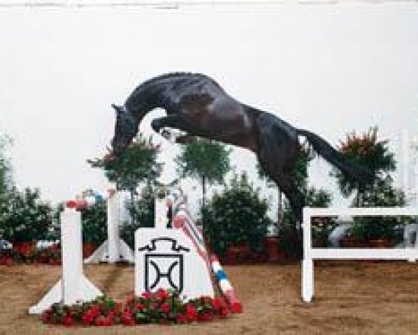 stallion Conello (Holsteiner, 1998, from Coriano)