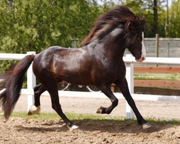 horse Höttur fra Hofi I (Iceland Horse, 2002, from Hrödur fra Refsstödum)