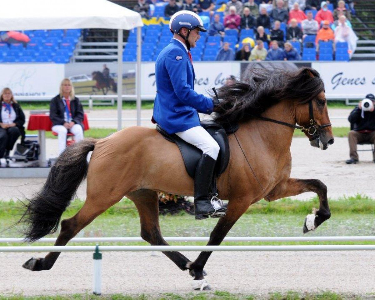 stallion Hnokki fra Fellskoti (Iceland Horse, 2003, from Hrynjandi fra Hreppholum)