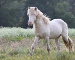 stallion Isjaki von Rutenmühle (Iceland Horse, 2006, from Garpur von Rutenmühle)