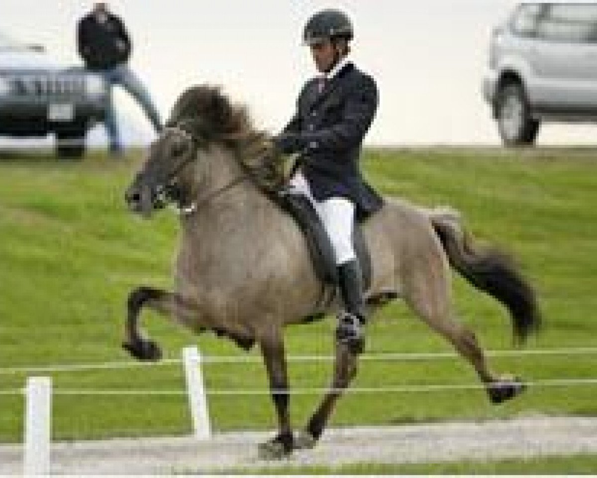 stallion Saer fra Bakkakoti (Iceland Horse, 1997, from Orri frá Þúfu i Landeyjum)