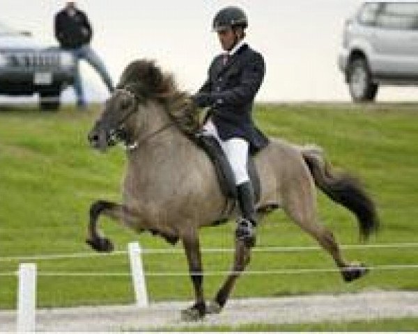 stallion Saer fra Bakkakoti (Iceland Horse, 1997, from Orri frá Þúfu i Landeyjum)