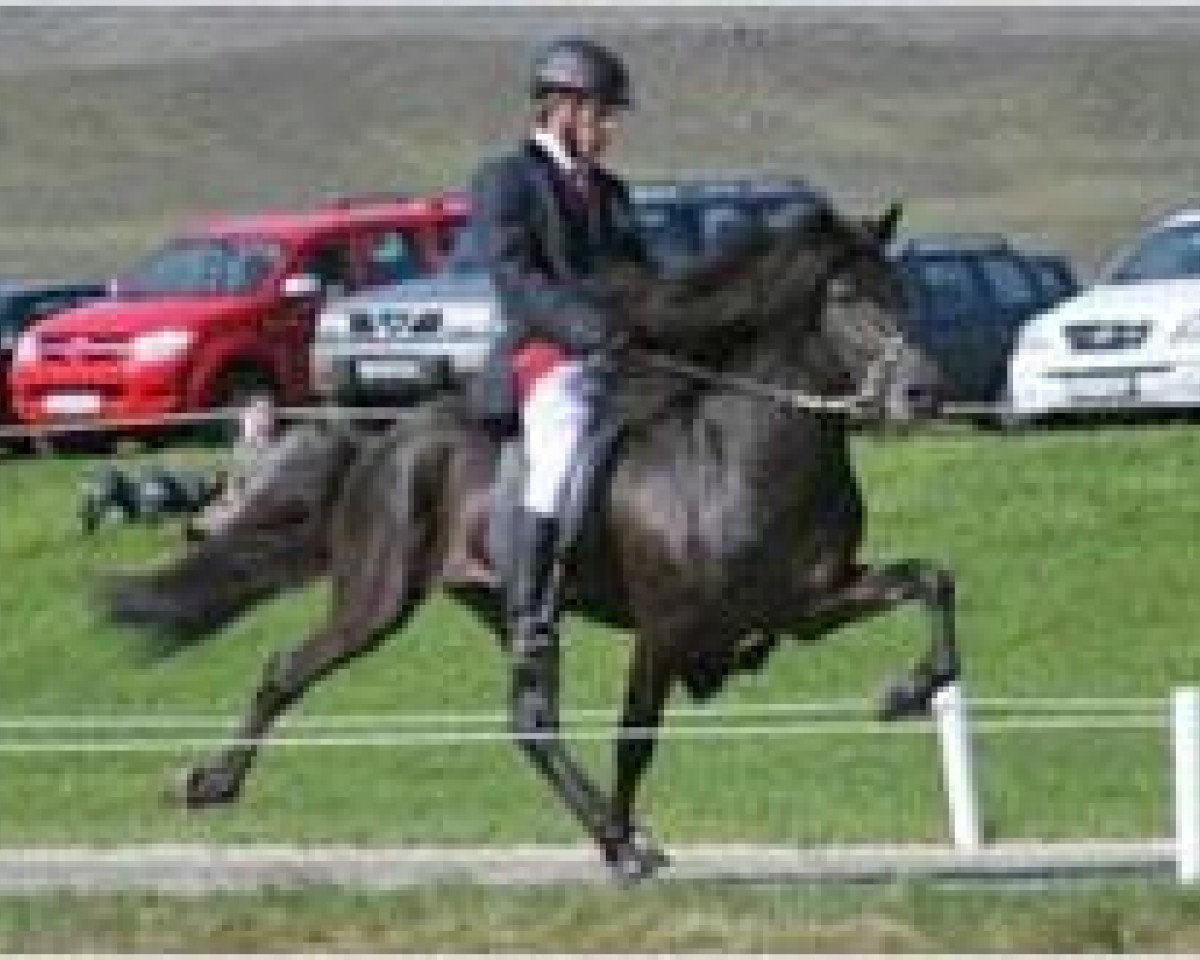 Deckhengst Krakur fra Blesastödum 1A (Islandpferd, 2002, von Töfri fra Kjartansstödum)