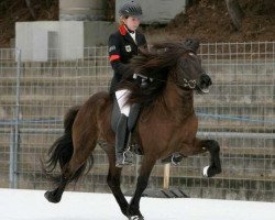 horse Tango vom Kronshof (Iceland Horse, 2002, from Otur frá Sauðárkróki)