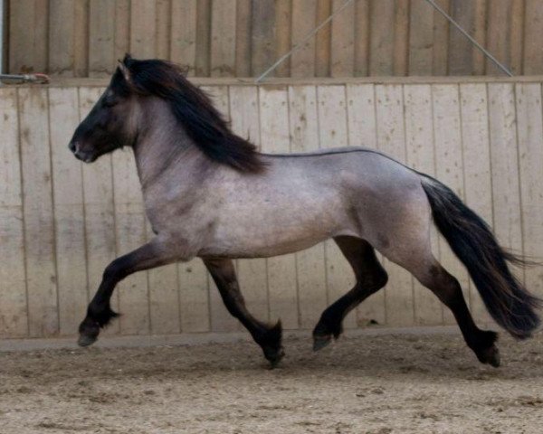 horse Glaesir von der Igelsburg (Iceland Horse, 2006, from Heidar fra Medalfelli)