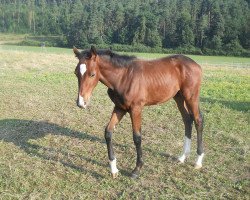 dressage horse Ramiro Star (Bavarian, 2013, from Ricardo Star)