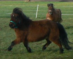 broodmare Jenny (Shetland pony (under 87 cm), 2002, from Robinson)