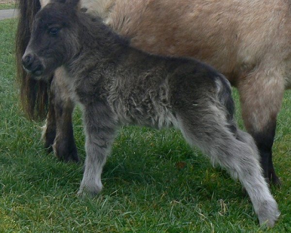 horse Earl seven von den Hunsrückponys (Shetland Pony, 2014, from El Bundy)