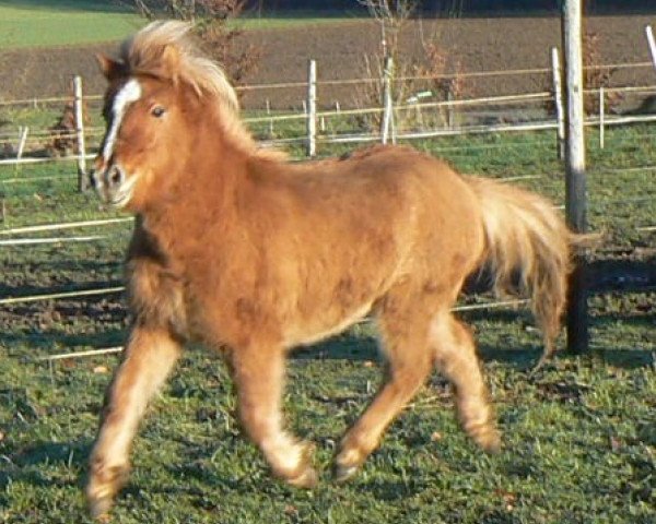 horse Amely (Shetland Pony, 2012, from Ambitie van de Zandkamp)