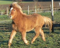 Pferd Amely (Shetland Pony, 2012, von Ambitie van de Zandkamp)