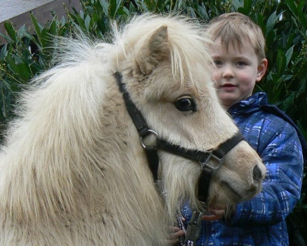 jumper Vampy von den Hunsrückponys (Shetland Pony, 2013, from Vulkan vom Melkweg)