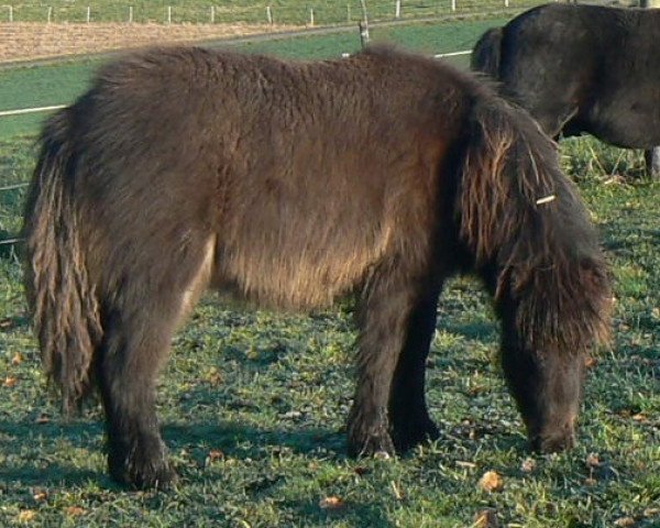 jumper Vesuv von den Hunsrückponys (Shetland Pony, 2013, from Vulkan vom Melkweg)