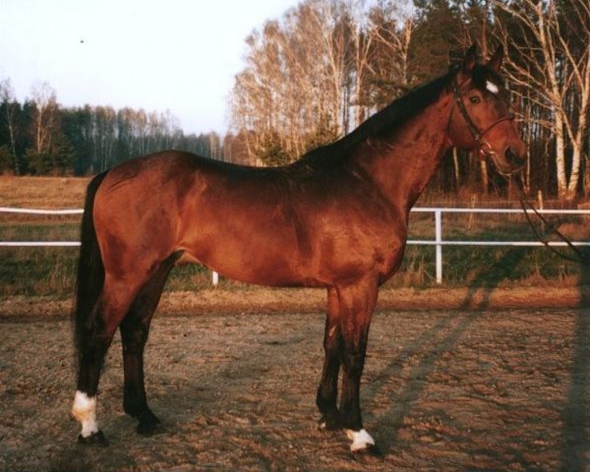 Deckhengst West (Hannoveraner, 1994, von Werther)