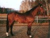 stallion West (Hanoverian, 1994, from Werther)