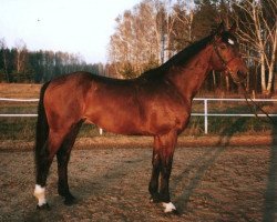 stallion West (Hanoverian, 1994, from Werther)