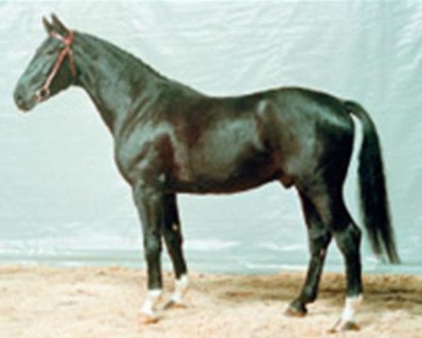Pferd Watussi (Hannoveraner, 1983, von Wedekind)