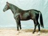 horse Watussi (Hanoverian, 1983, from Wedekind)