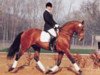 stallion Cardinar (Hanoverian, 1986, from Cardinal xx)