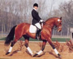 stallion Cardinar (Hanoverian, 1986, from Cardinal xx)