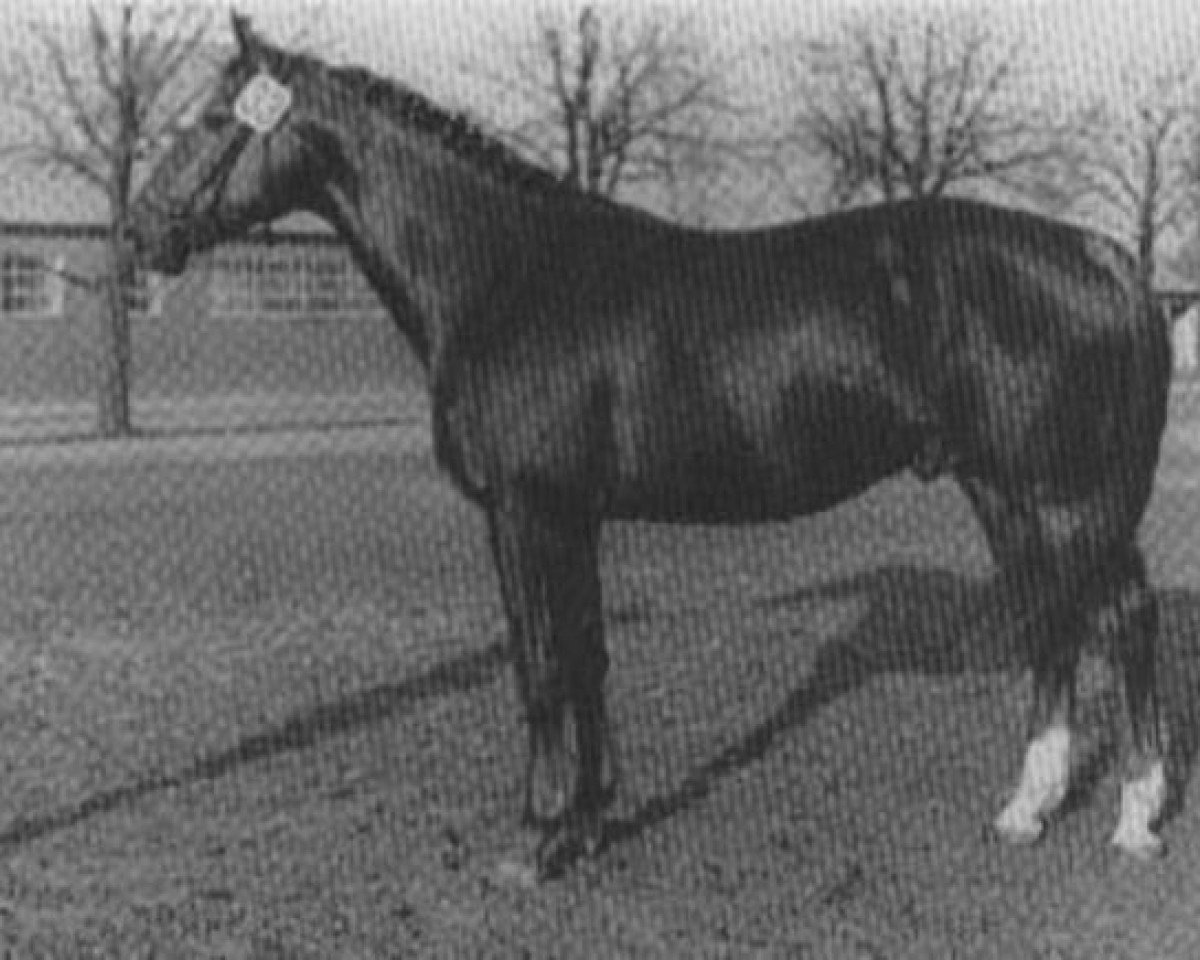 stallion Tasano DH 227 (Danish Warmblood, 1970, from Rousseau)