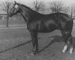 stallion Tasano DH 227 (Danish Warmblood, 1970, from Rousseau)