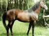 stallion Lakmus xx (Thoroughbred, 1971, from Wiesenklee xx)