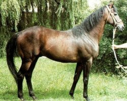 stallion Lakmus xx (Thoroughbred, 1971, from Wiesenklee xx)