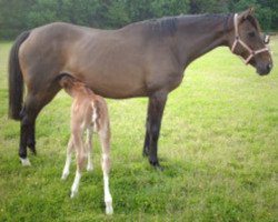 broodmare Alice Bluegown xx (Thoroughbred,  , from Minshaanshu Amad xx)