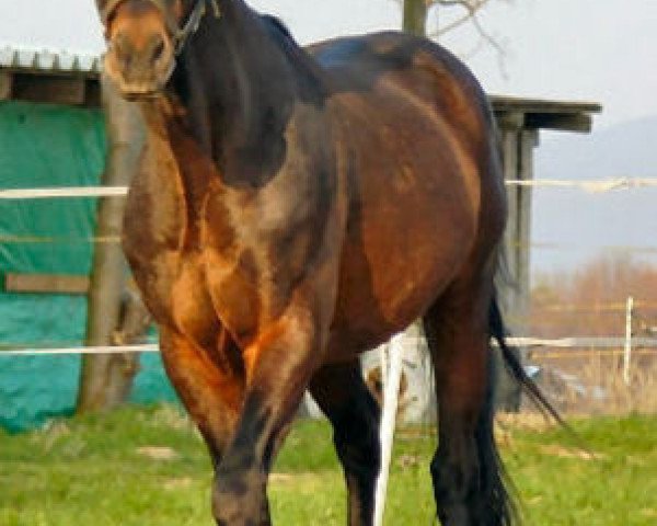 stallion Aristo (Trakehner, 1989, from Rockefeller)