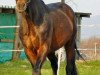 stallion Aristo (Trakehner, 1989, from Rockefeller)