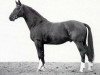 stallion Rubikon (Bavarian, 1982, from Rex Fritz)