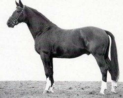 stallion Rubikon (Bavarian, 1982, from Rex Fritz)