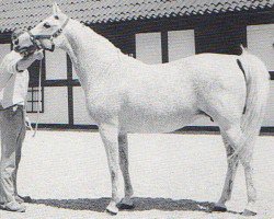 broodmare Bogoria ox (Arabian thoroughbred, 1956, from Laur ox)