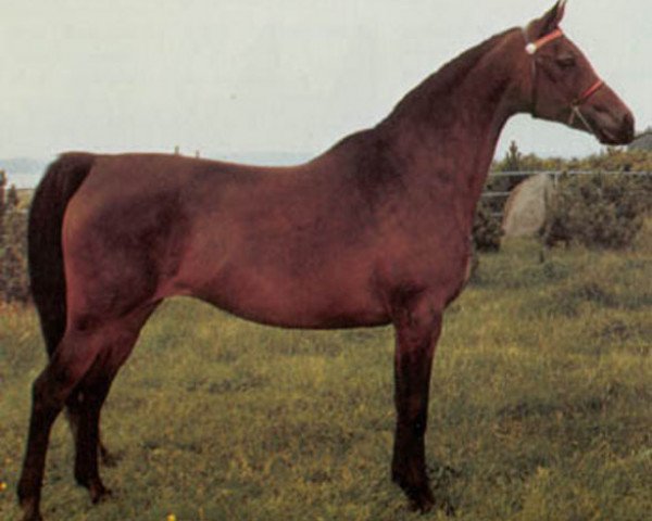 Zuchtstute Borexia ox (Vollblutaraber, 1968, von Exelsjor ox)