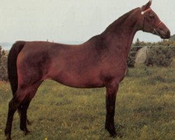 broodmare Borexia ox (Arabian thoroughbred, 1968, from Exelsjor ox)